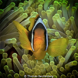 Clownfish at Anemone City - Daedalus Reef

NIKON D7000 ... by Thomas Bannenberg 
